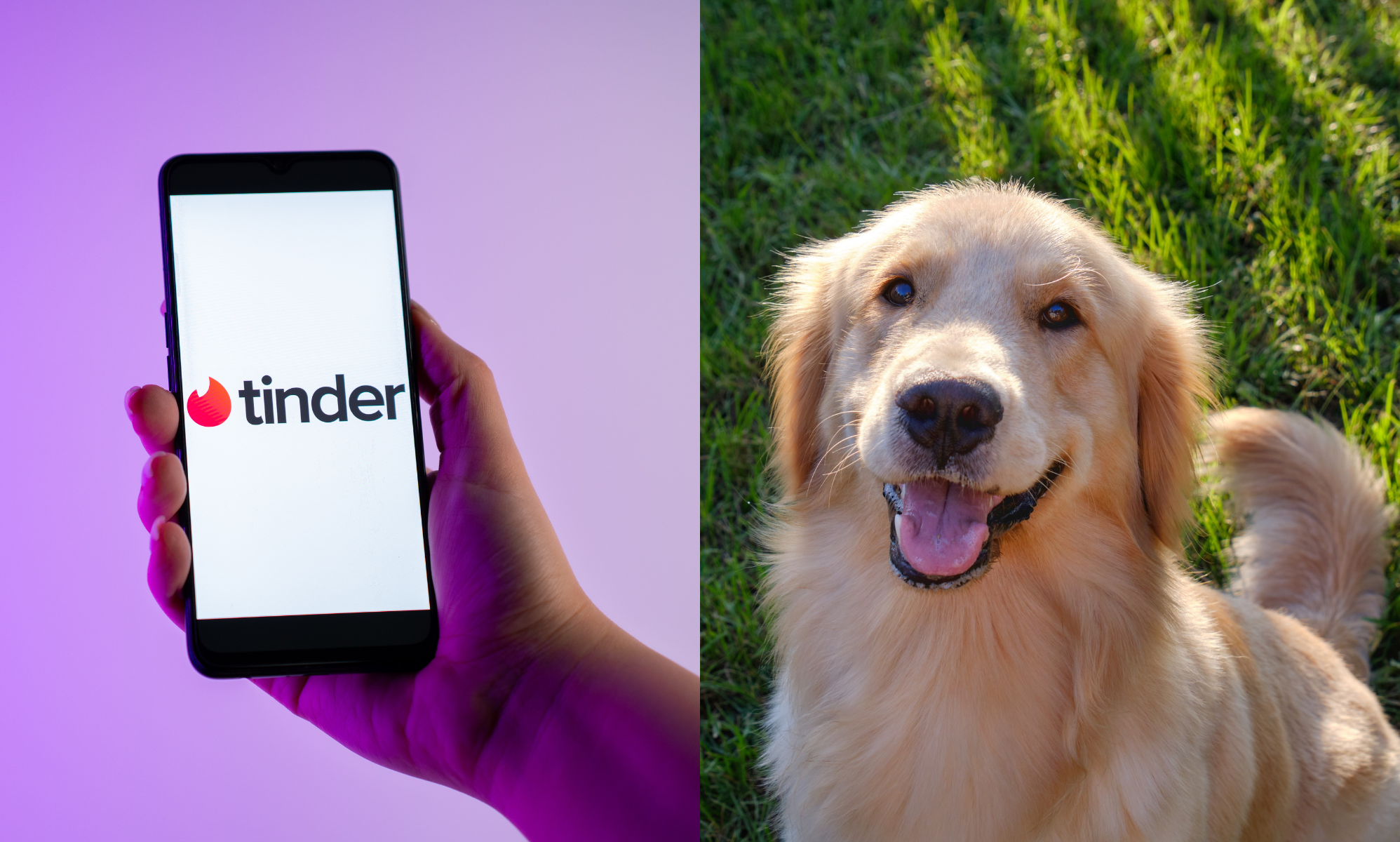 Split photo of the Tinder logo on a phone, and a Golden Retriever dog.